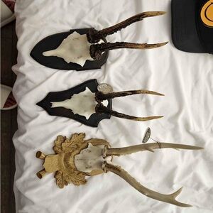 Twos Company Resin Antler Trophy reproduction